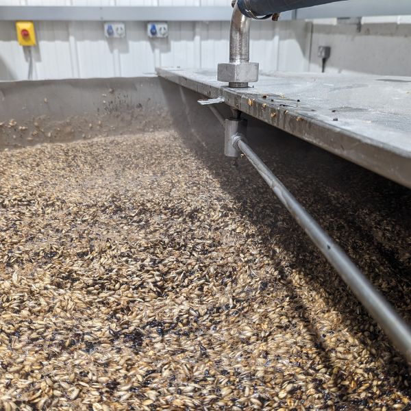 A grain bed during the mash of an alcohol free beer