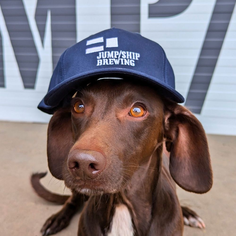 A dog wearing a Jump Ship branded baseball cap in Navy